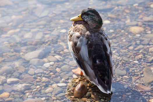 gray ducks in the water