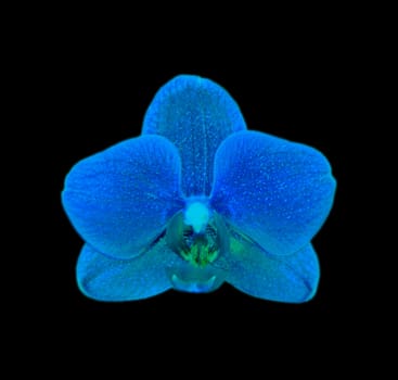 High dynamic range photo of a Phalaenopsis Orchid