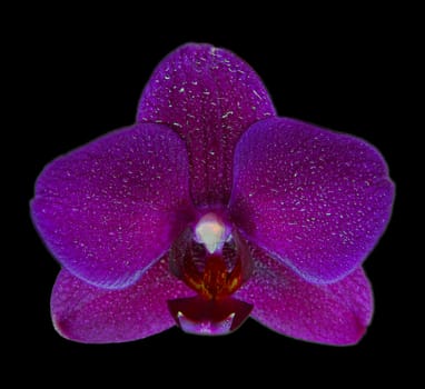 High dynamic range photo of a Phalaenopsis Orchid