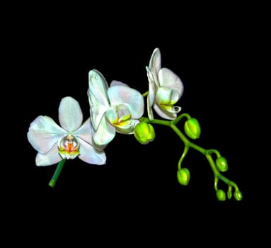 High dynamic range photo of a Phalaenopsis Orchid branch