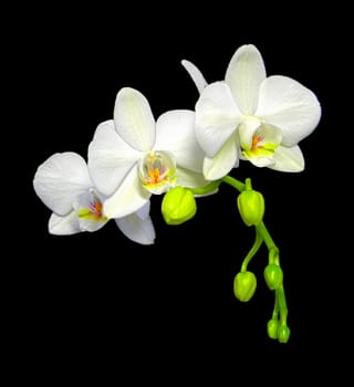 High dynamic range photo of a Phalaenopsis Orchid branch