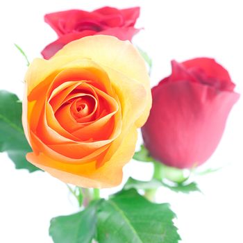 bouquet of colorful roses isolated on white
