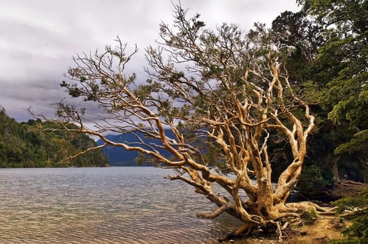the old withered tree by the lake in Canada