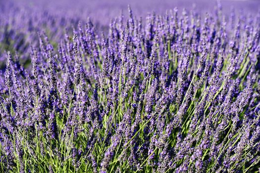 rich lavender field in Provence in summer, France