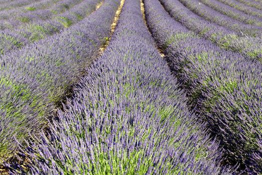 rich lavender field in Provence in summer