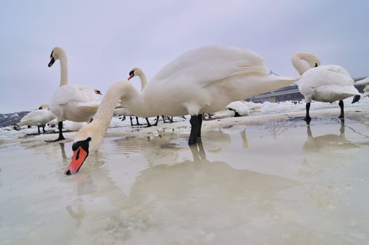 Group of the swans on the frozen river