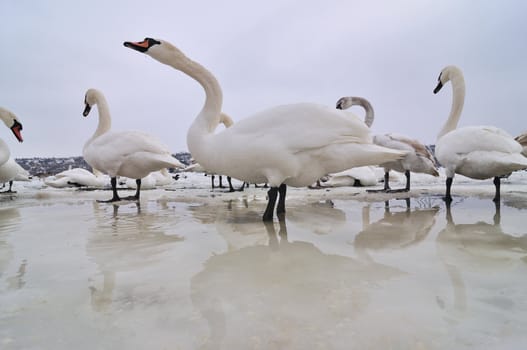 Group of the swans on the frozen river