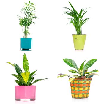 Houseplants in vases isolated on white background.