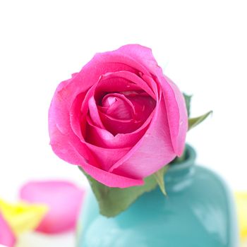 beautiful pink rose in vase and petals 