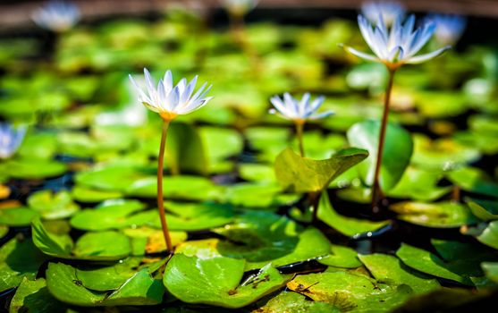 lotus with green leaf in pond in day light time