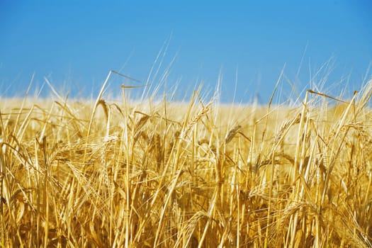 field of a golden wheat before harvesting on a background clear blue sky