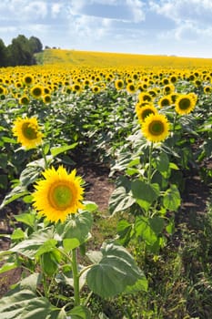 Ripe bright sunflowers growing on a farmer field in the late summer