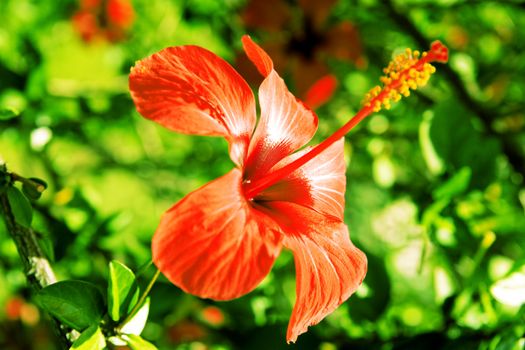 bright red tropical flower on a background a green vegetation