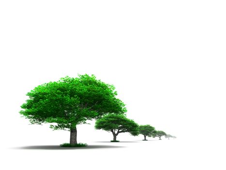 row of young green trees on a white background