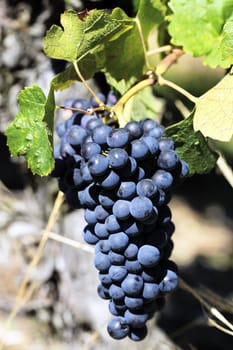 mature grape-vine waiting the harvesting, France
