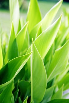 summer background from the bright green juicy leaves of plant