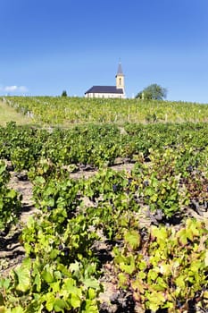 vines and church in french country in summer