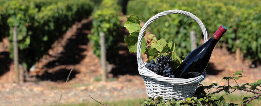 bottle of wine and grappes in basket in front of vineyard