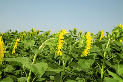 Ripe bright sunflowers growing on a farmer field in the late summer