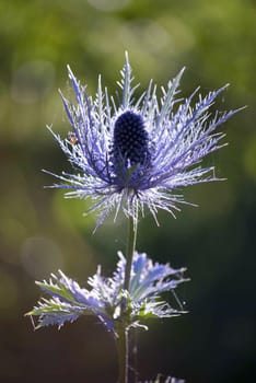 thistle