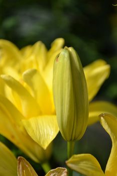 Bourgeon of lily over yellow lily blossoms