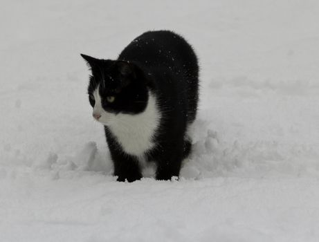 black cat in the snow