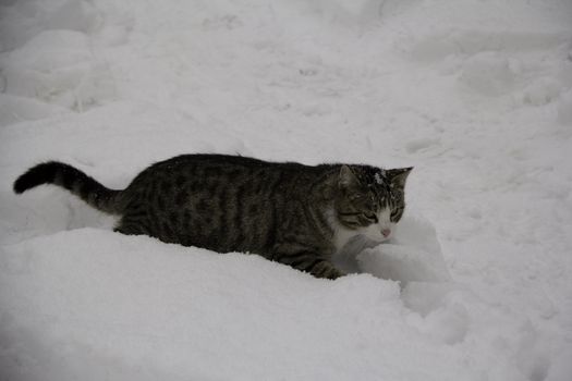 gray cat in the snow
