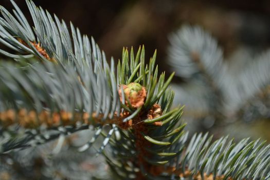 Branches of blue  spruce in the forest