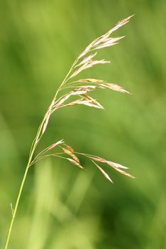 A shallow depth of field shot of some fresh grass seed in a green field.