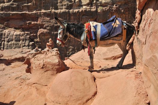 In the world are many places where you need another trasport than car - donkey. This is in archelogical site at Petra in Jordan.