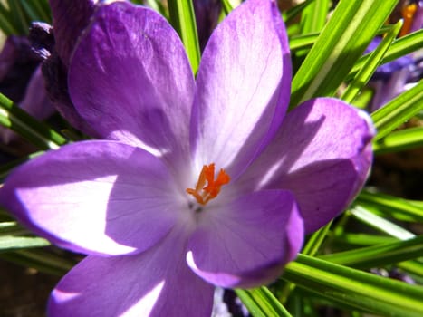 purple iris flower as a background image