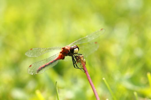 A red dragonfly on grass the white-faced meadowhawk, Sympetrum obtrusum.