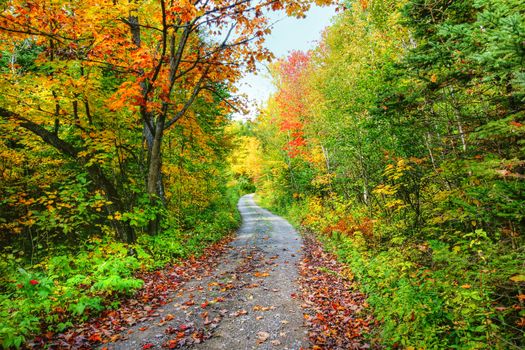 Road in the beautiful forest and colorful trees of fall.