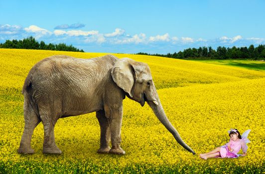 African elephant with fairy in yellow canola flower field.