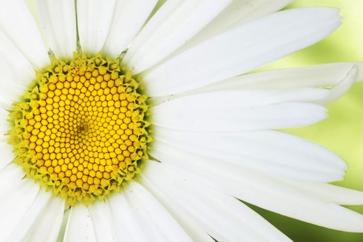 Artistic macro of a daisy flower