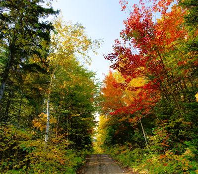 XXL beautiful forest landscape during the fall season with dirt road.
