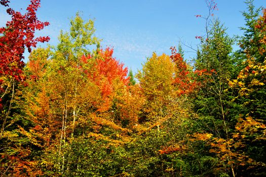 Beautiful fall or autumn forest landscape.