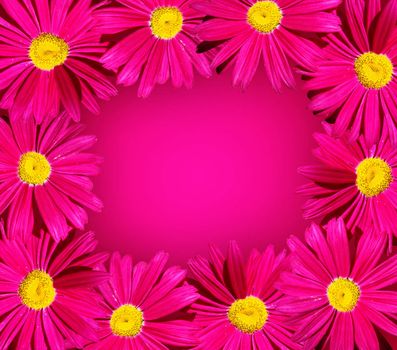 Bright pink daisy flower frame               