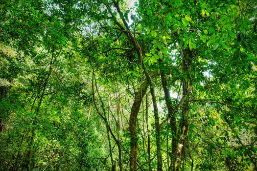 Sacred African rainforest, tropical jungle.