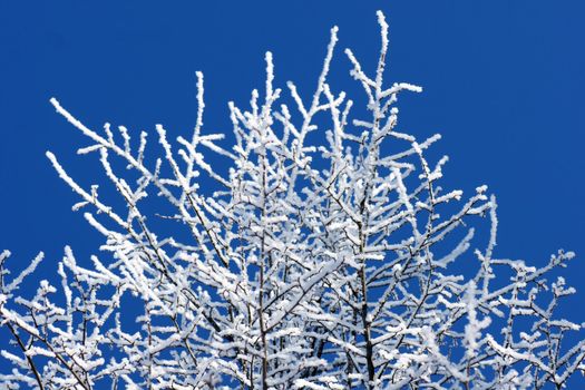 Trees covered in frost over bright blue sky
