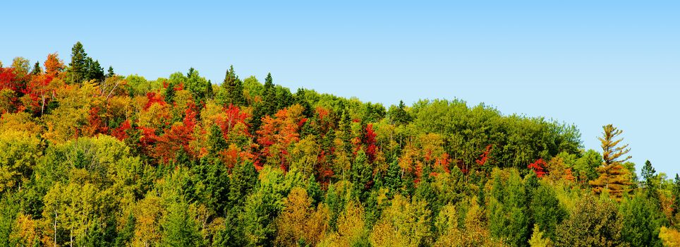 Beautiful fall or automn panorama of a mountain with colorful maple trees and others