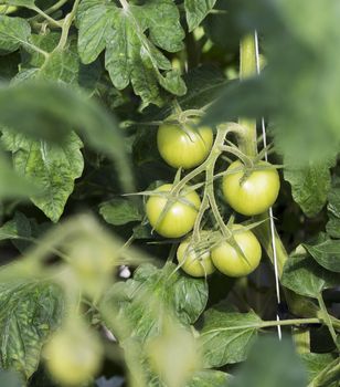 fresh raw green tomato in greenhouse