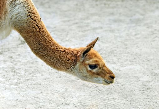 Young lama in Warsaw ZOO.