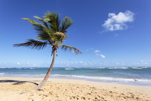 beautiful caribbean beach with palm trees in summer