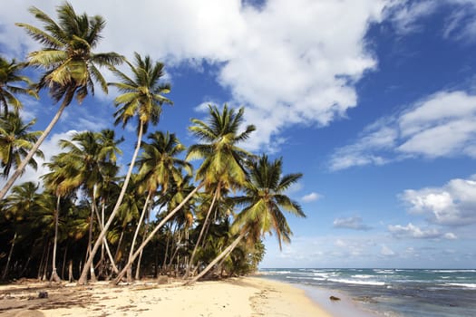 beautiful caribbean beach with palm trees and blue sky
