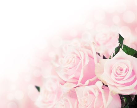 Pink roses