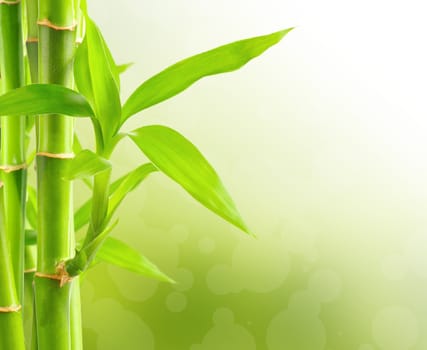 Bamboo background with copy space