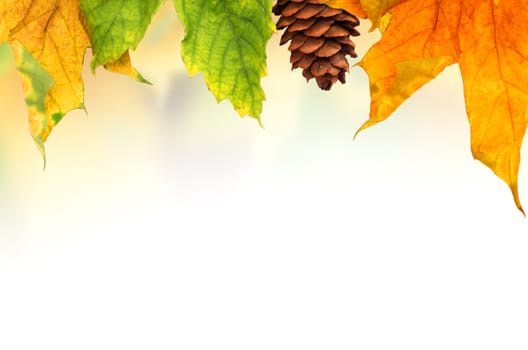Beautiful autumn background with maple leaves