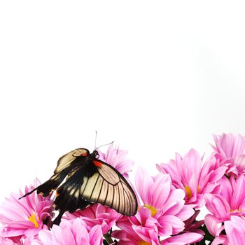 Papilio Lovii  on the flowers