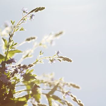spring flowers in blue sky